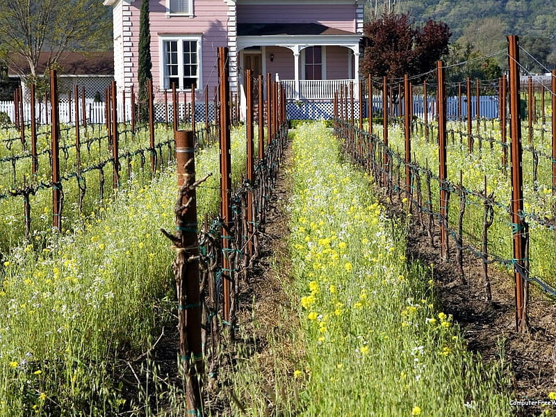 Napa Valley Vineyard California, vineyard, napa valley, california, HD wallpaper