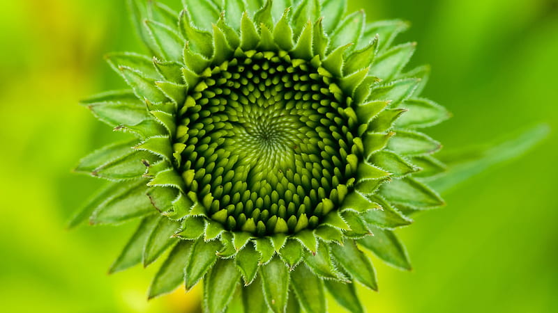 Greeny Sunflower Bud With Green Background Flowers, HD wallpaper