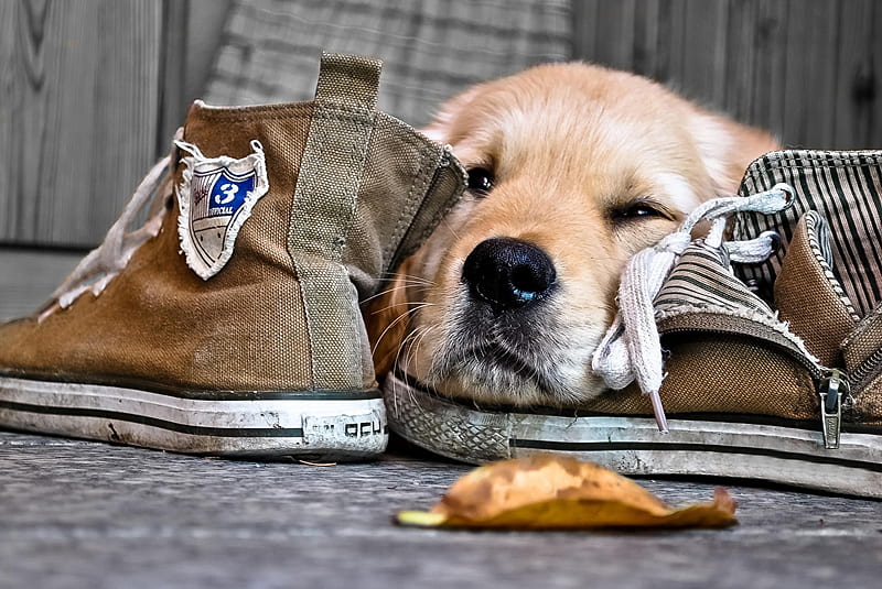 Waiting, cute, caine, puppy, dog, animal, shoes, HD wallpaper