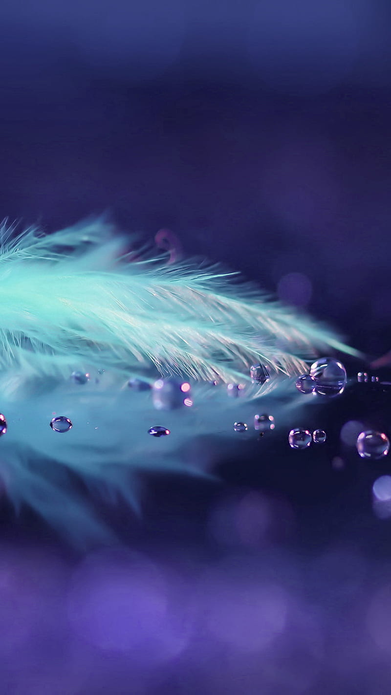 Blue feather, blue, drops, feather, HD phone wallpaper