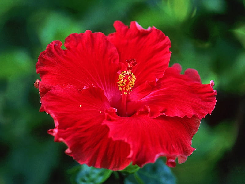 Red Hibiscus, red, flowers, leaves, hibiscus, HD wallpaper