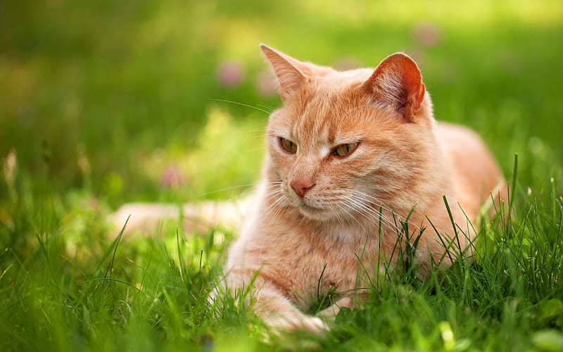 ginger cat, green grass, pets, cats, cute animal, british shorthair cat, green eyes, HD wallpaper