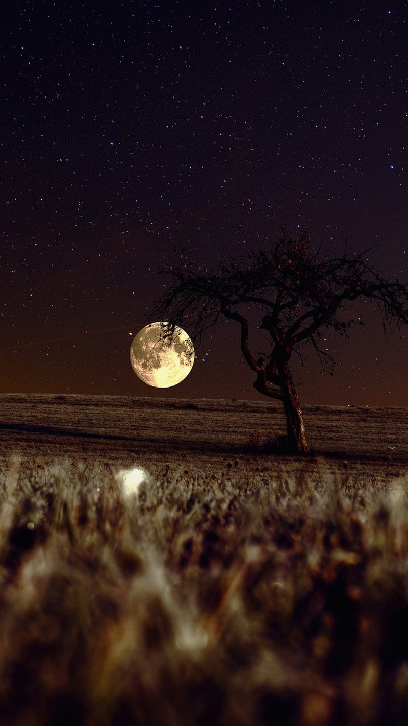 Moonlight Night, halloween , heart, landscape, light, moon, nature, scary, vintage, HD phone wallpaper