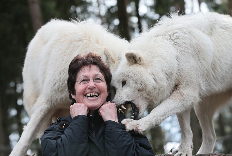 My Wife playing with the Wolves, predator, wildlife, wolf, teeth, HD wallpaper