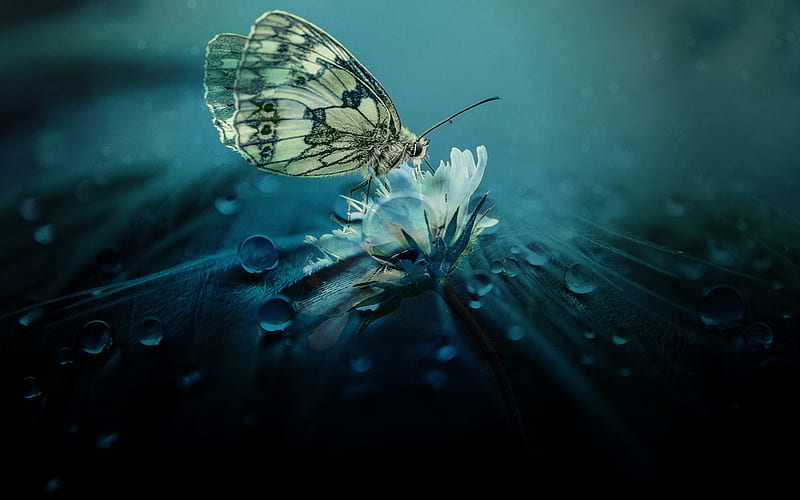 Beautiful Butterfly Nature, nature, butterfly, drop, HD wallpaper