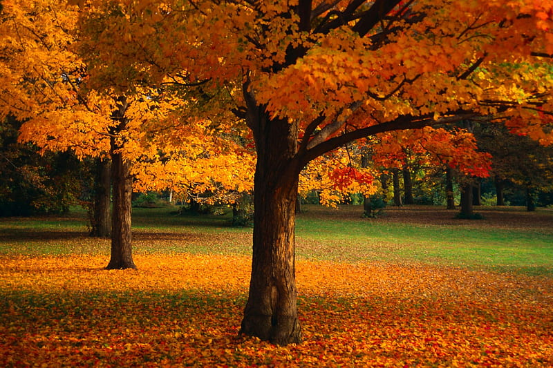 Tranquility, autumn, orange leaves, peace, bonito, green grass, park ...