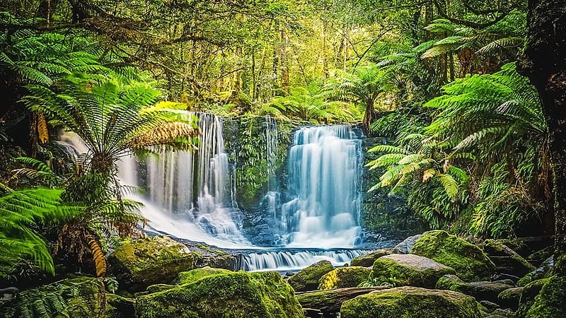 Horseshoe Falls, Tasmania, Australia, trees, cascades, river, forest, HD wallpaper