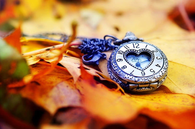 FORGOTTEN TIME, forest floor, autumn, leaves, ancient, watch, timepiece, heart, HD wallpaper