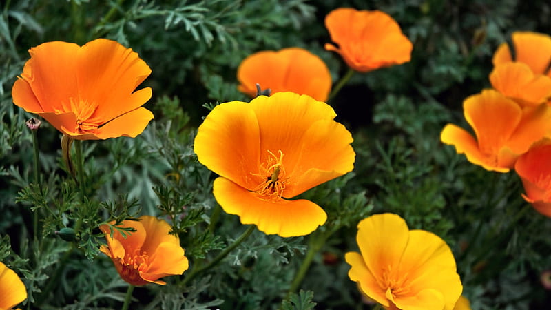 California Poppies FC romance, poppies, bonito, floral, graphy, love, wide screen, flower, beauty, HD wallpaper