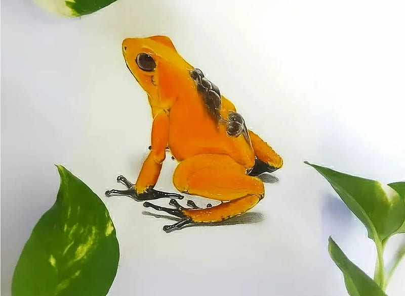 Frog, Herpetology, Yellow, Amhibius, HD wallpaper