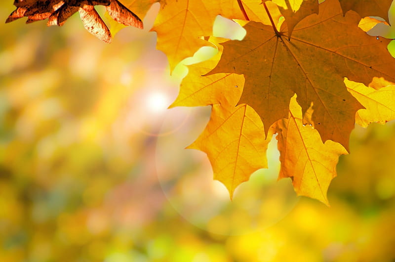 Autumn!, yellow, autumn, nature, leaves, HD wallpaper | Peakpx