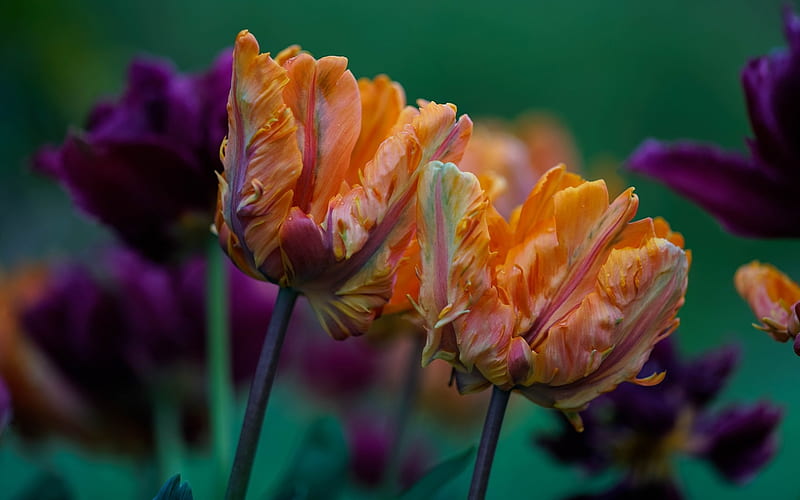 Tulips, purple, green, orange, flower, spring, tulip, HD wallpaper