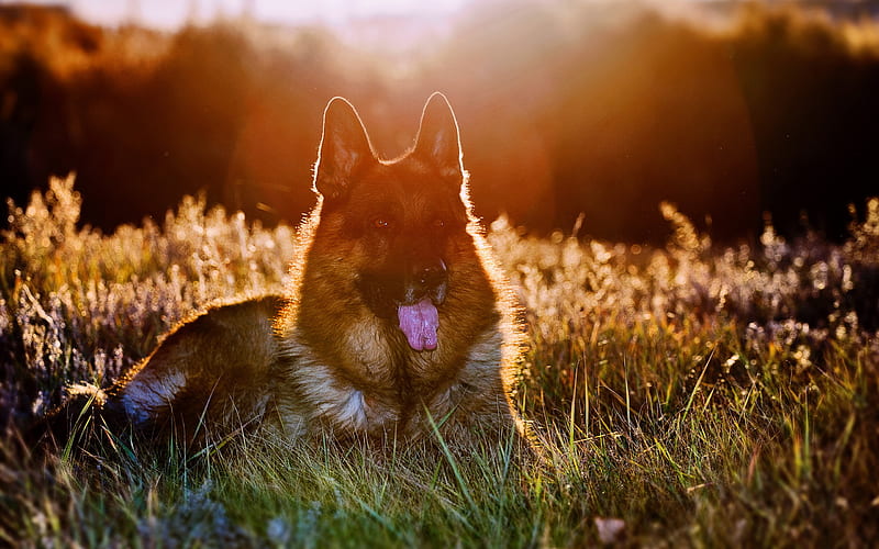 German Shepherd, sunset, cute animals, pets, sun rays, bokeh, dogs, German Shepherd Dog, HD wallpaper