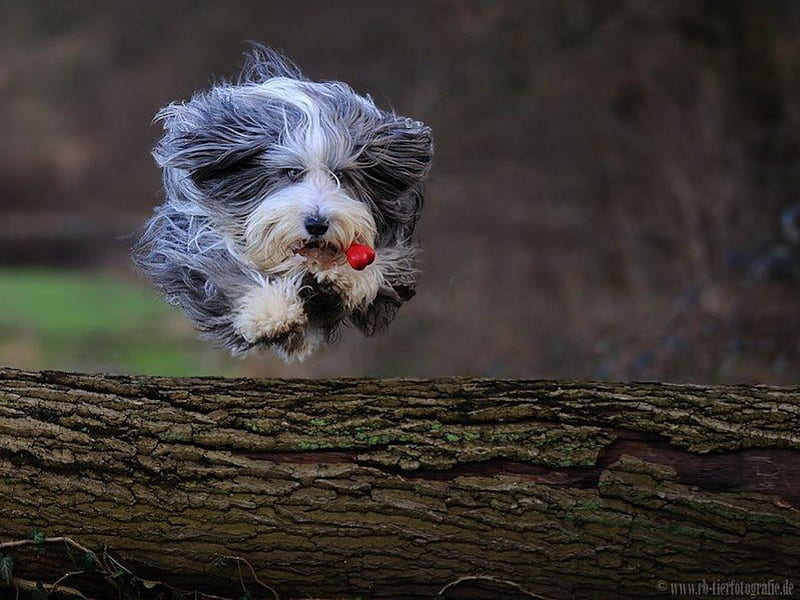 Little Dog - Big Leap, cute, lhasa apso, run, jump, tongue, leap, log, HD wallpaper