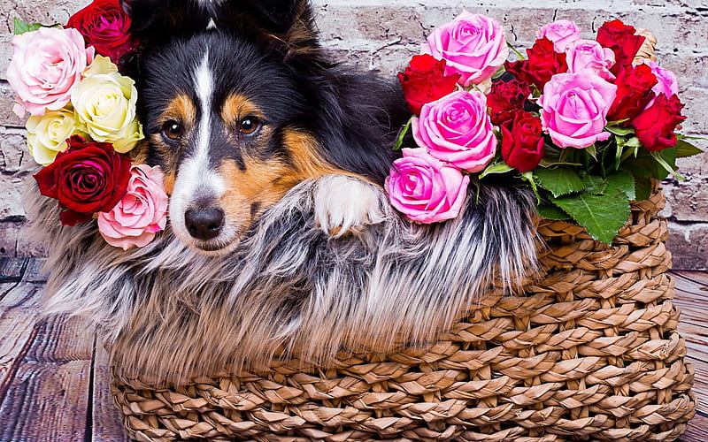 Sheltie, red, rose, caine, animal, cute, basket, flower, pink, dog, HD wallpaper