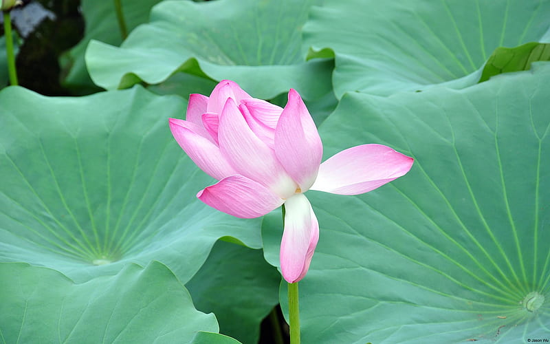 Blooming Lotus-Windows 8 Theme, HD wallpaper