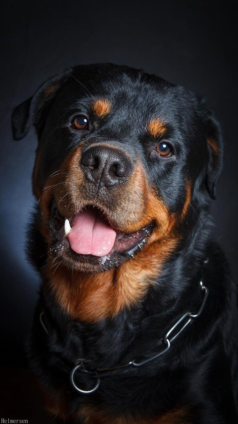 Rottweiler Dog Images - Free Download on Freepik