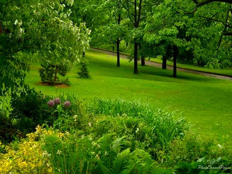 Beautiful Green Park in Summer, grass, lush, summer, rich, park, trees, HD wallpaper