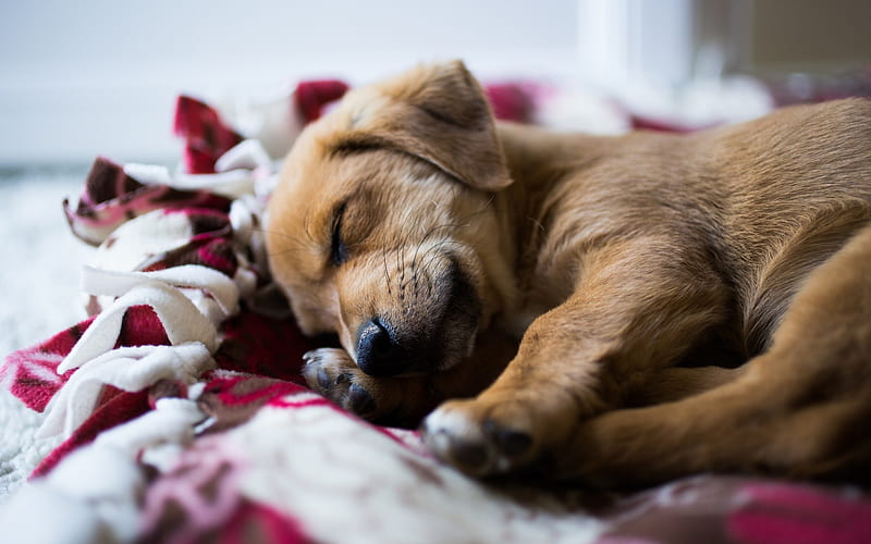 small brown puppy, sleeping dog, pets, bed, puppies, retriever, labrador, HD wallpaper