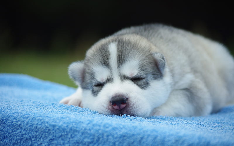 Husky pets, puppy, cute animals, Siberian Husky, sleeping dog, dogs, Siberian Husky Dog, HD wallpaper