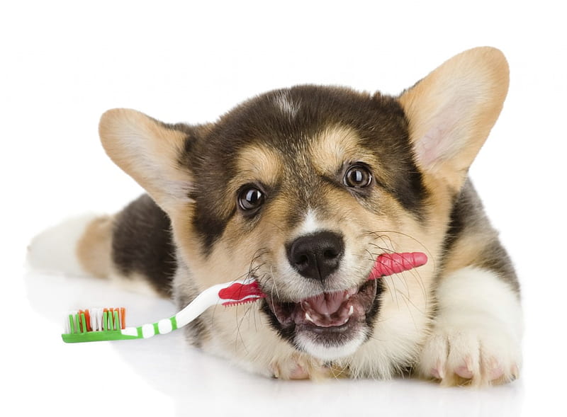 I want to have clean teeth,too!, cute, clear eyes, toothbrush, adorable, puppy, sweet, HD wallpaper