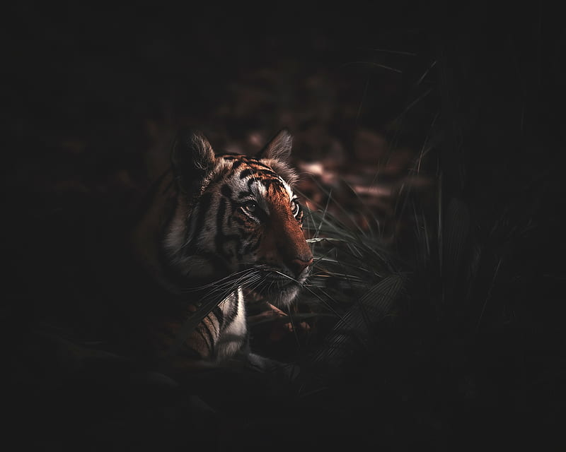 tiger, predator, grass, big cat, wildlife, HD wallpaper