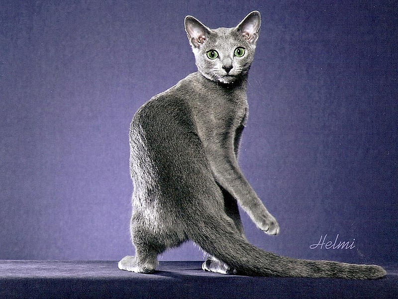 Russian blue, breed, cat, kitten, animal, sweet, HD wallpaper