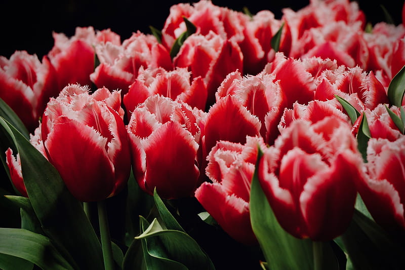❤️, Tulips, Flowers, Buds, Motley, HD wallpaper