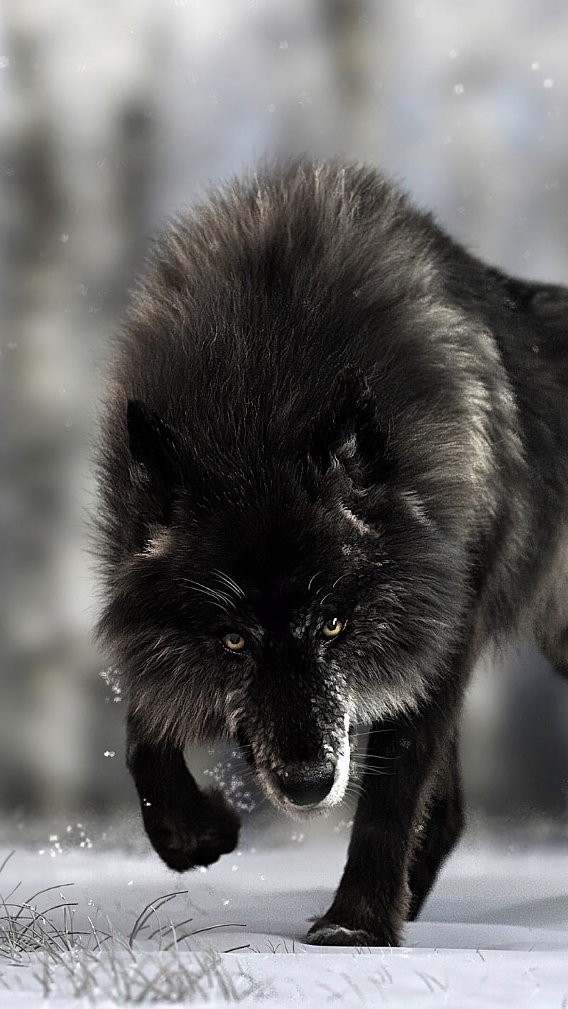 Angry Black Wolf , wildlife, predator, animal, wild, hunt, HD phone wallpaper