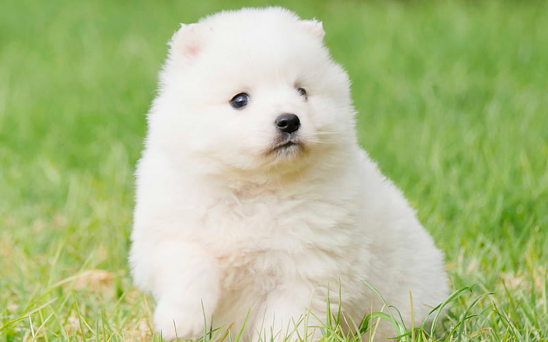 Japanese Spitz, white puppy, small cute dog, pets, HD wallpaper