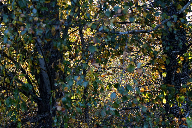 Green and yellow leaves on tree, HD wallpaper | Peakpx