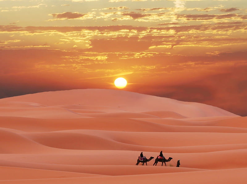 carabana desierto, sun, desierto, camellos, carabana, HD wallpaper
