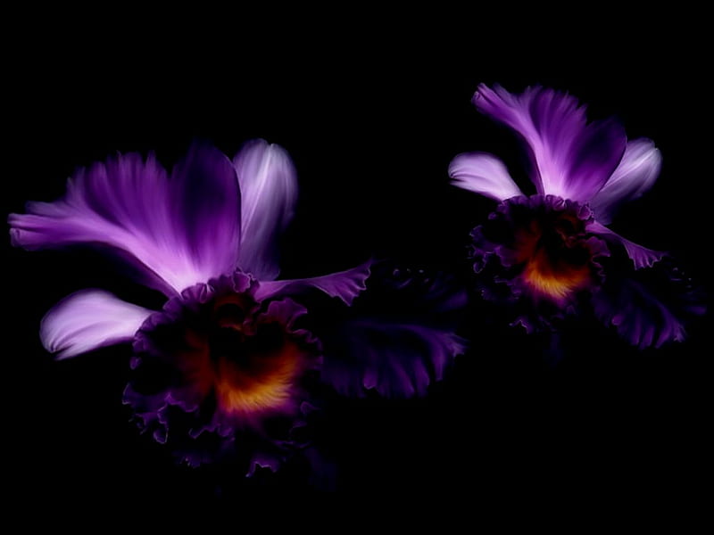 Purple orchids * For Cinzia (the panther) *, fower, purple, orchid, black, nature, HD wallpaper