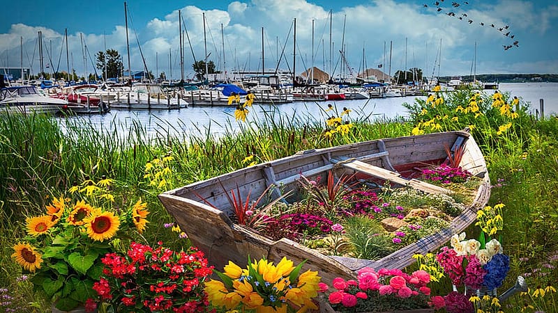 Muskegon Lake, Michigan, usa, wildflowers, landscape, clouds, rowboat, flowers, sky, HD wallpaper