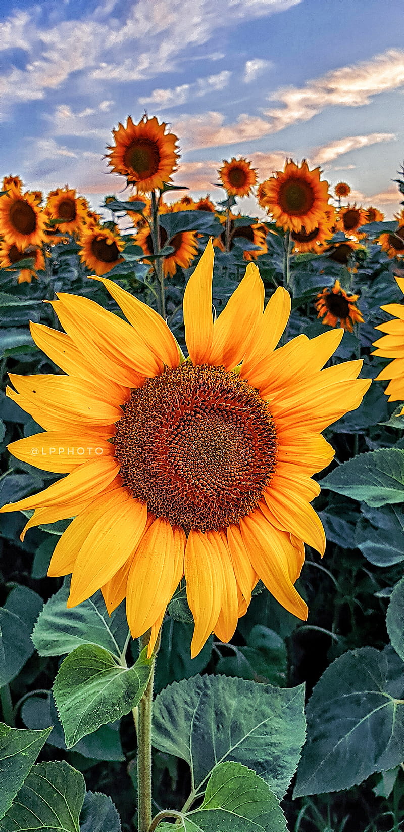 Sunflower Love, artistic, nature, graphy, HD phone wallpaper | Peakpx