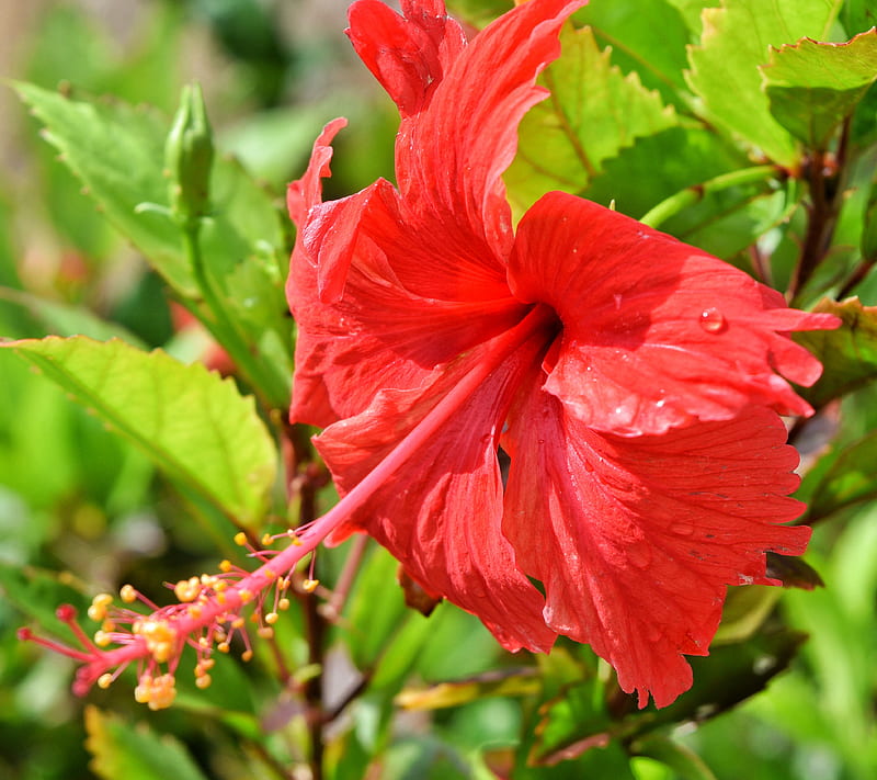 Antigua Hibiscus, flower, hibiscus, island, love, paradise, red, HD wallpaper