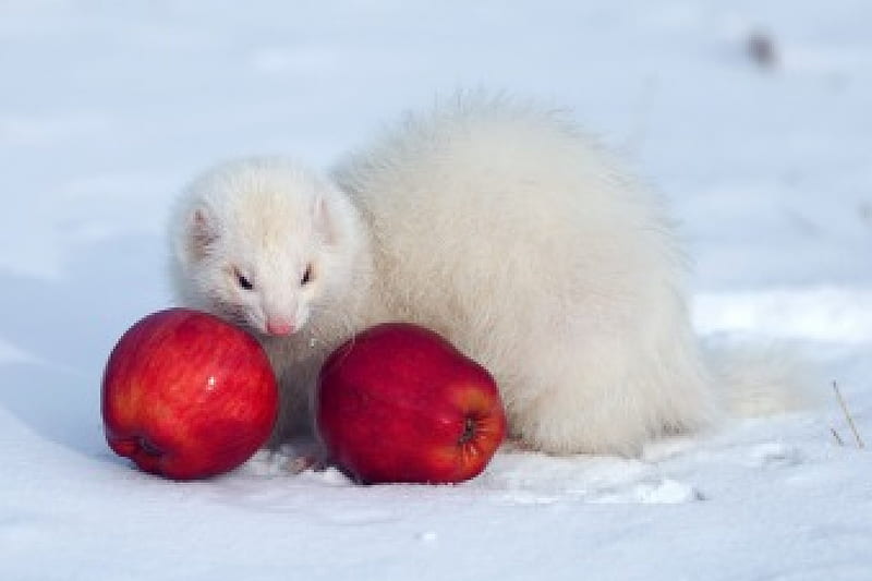 * White ferret *, white, animals, ferret, animal, HD wallpaper