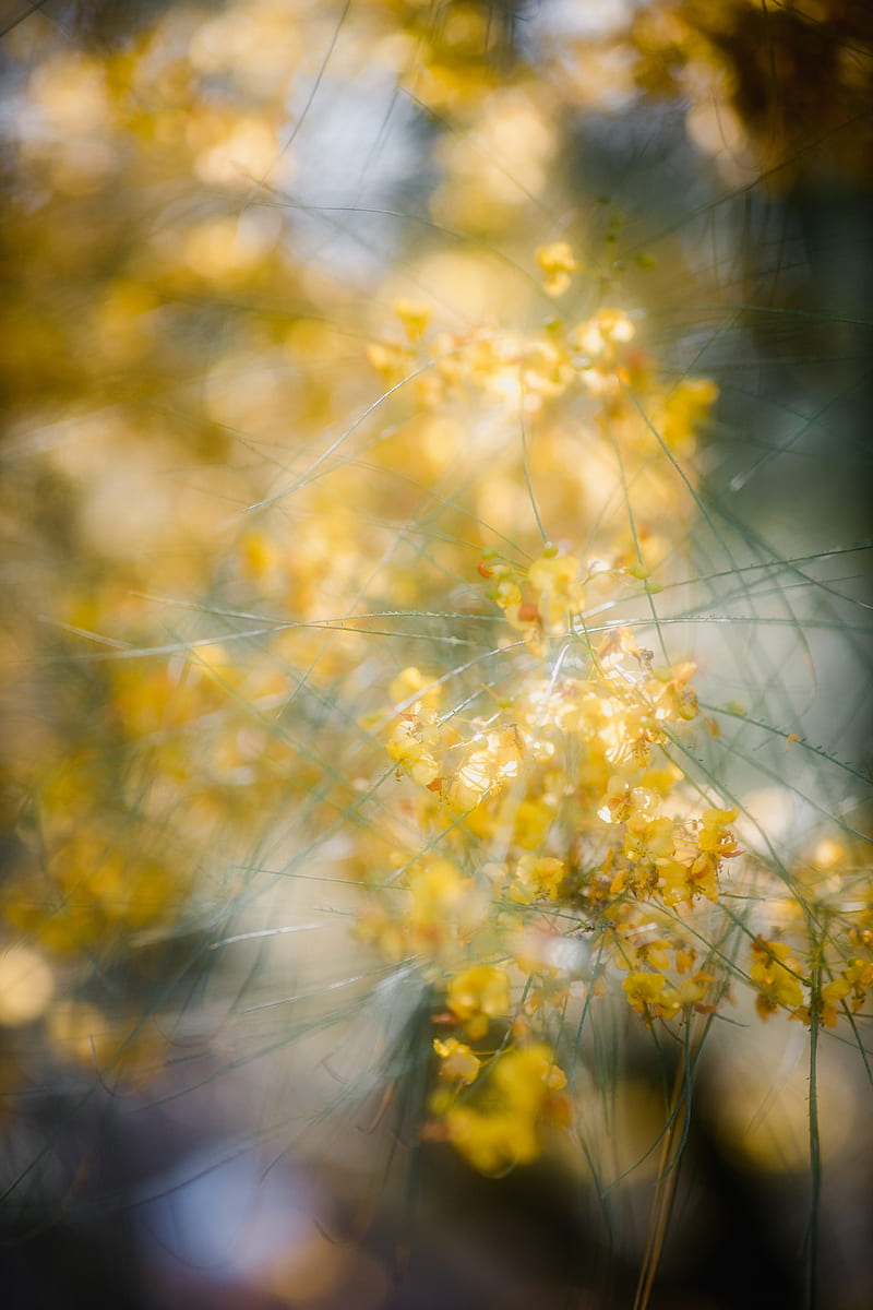 yellow flowers in tilt shift lens, HD phone wallpaper