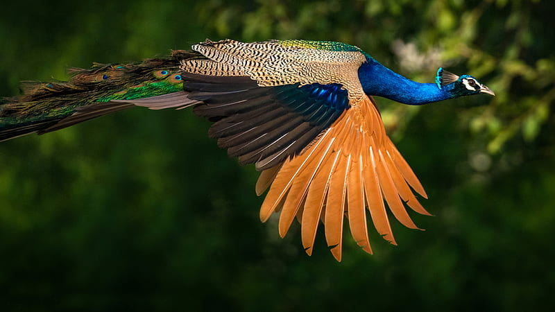 Flying peacock, paun, feather, pasari, peacock, wing, blue, orange, green, bird, flying, HD wallpaper