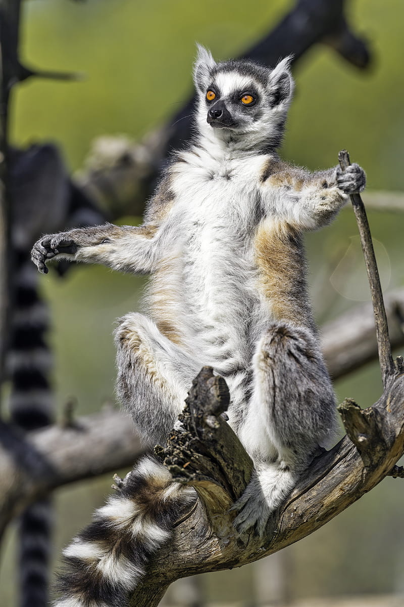 ring-tailed lemur, lemur, glance, wildlife, HD phone wallpaper