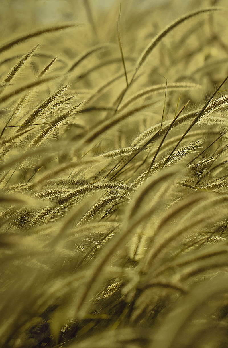 spike, wind, grass, dry, HD phone wallpaper