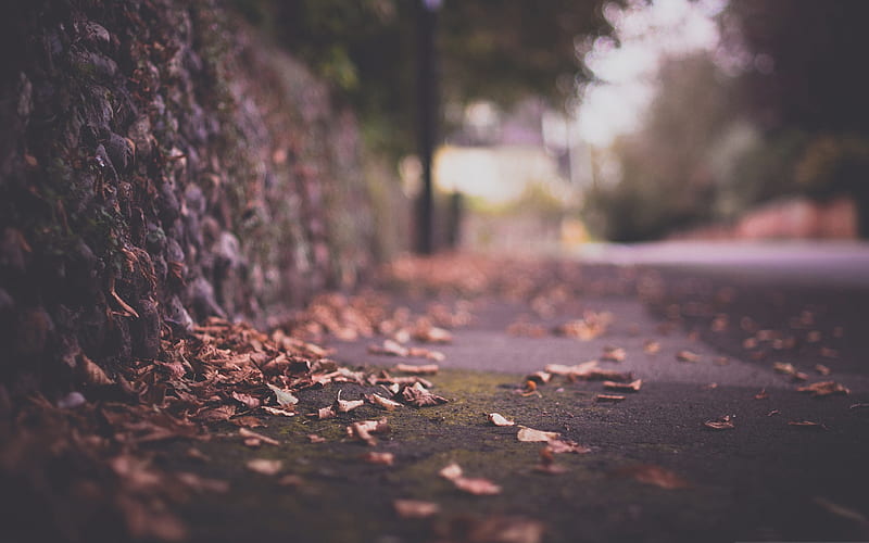 leaves on pavement-autumn of natural scenery, HD wallpaper