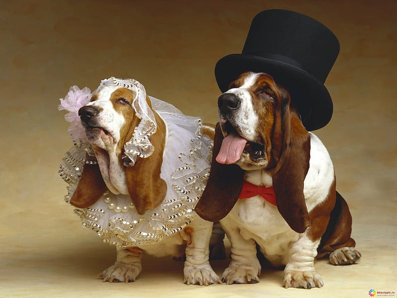 Just Married, Celebration, Bride, Wedding, Dog, Funny, Groom, Classy, HD wallpaper