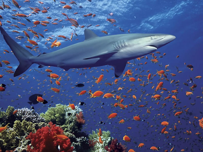 Shark, school of fish, reef, fish, danger, ocean, coral, animal, sea, tubarao, cool, water, coral reef, teeth, animals, HD wallpaper