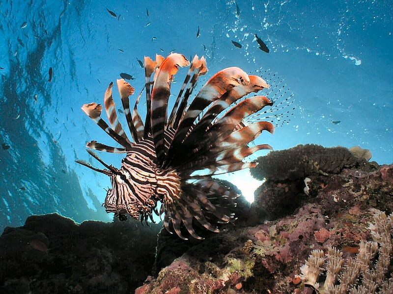 Lionfish on Great Barrier Reef, Cairns, Great Barrier Reef, Lionfish, scuba diving, HD wallpaper