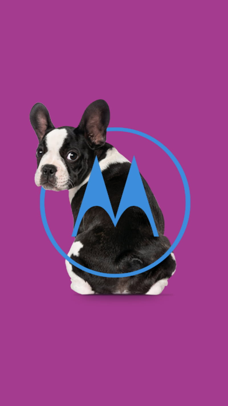 Motorola Purple Dog, bulldogs, moto c, moto g, moto x, moto z, pug, HD phone wallpaper