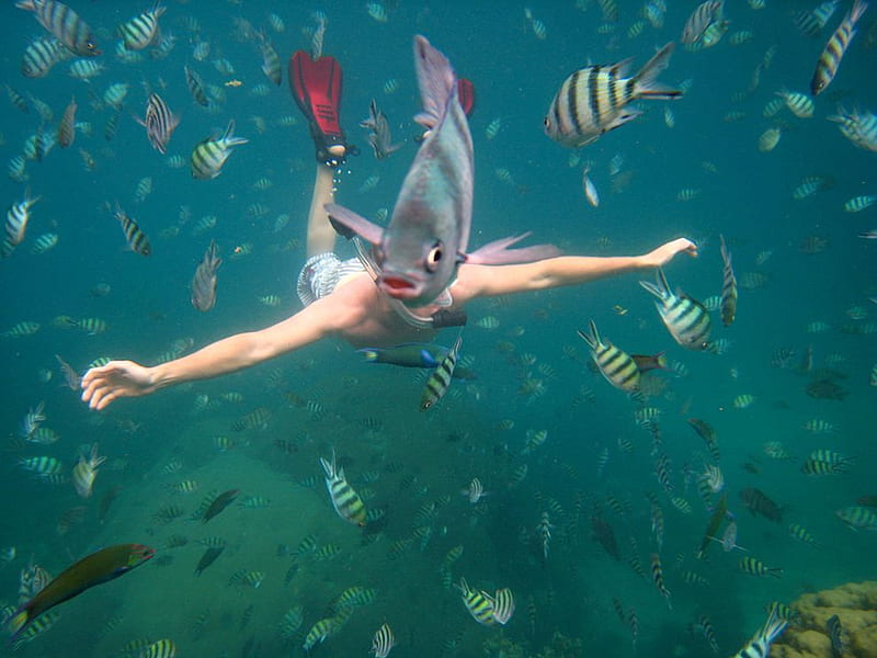 Fish Head, snorkling, fish, thailand, ocean, HD wallpaper