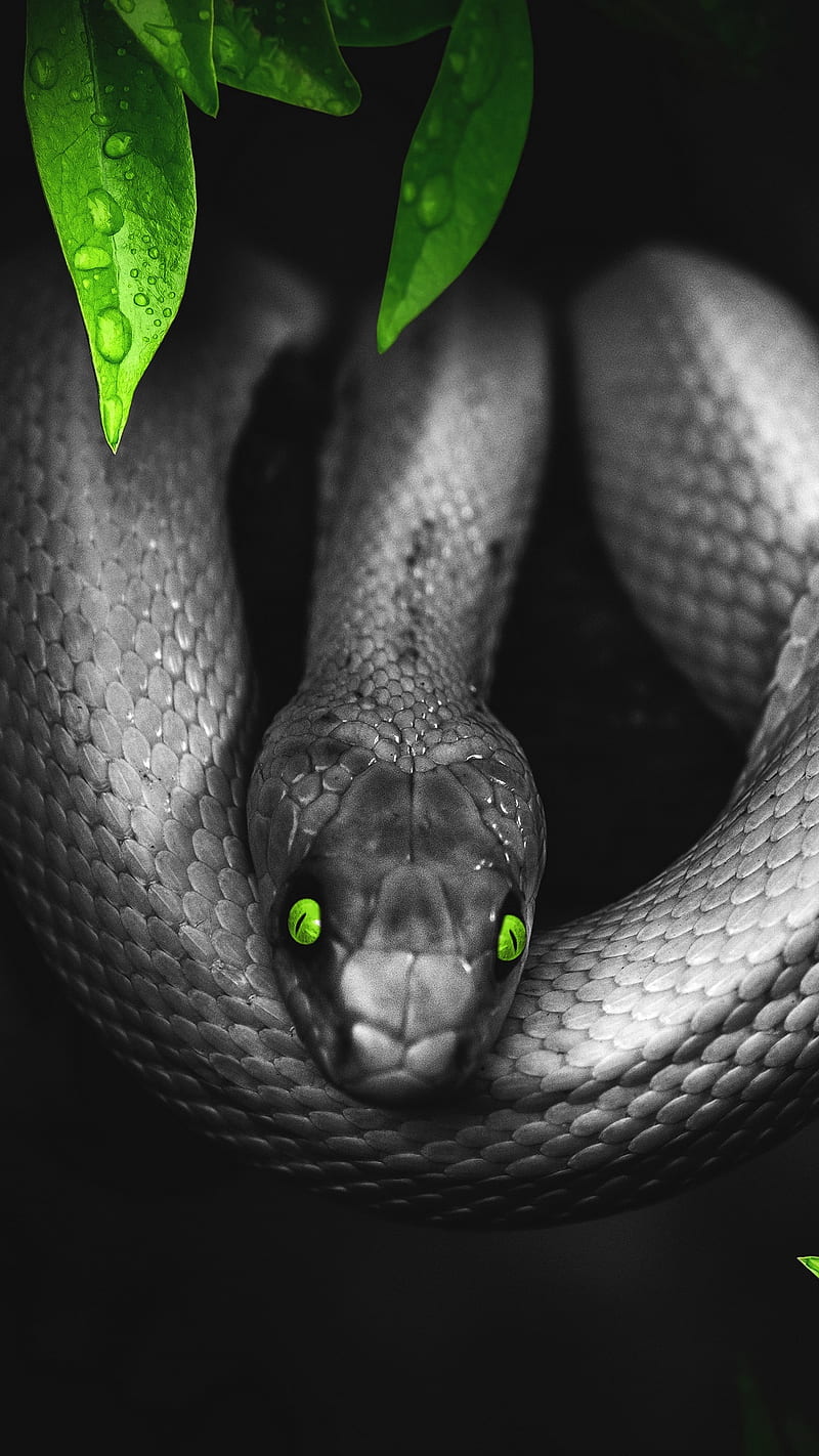 Black Snake , reptile, eyes, leaves, wild, poision, dark, HD phone wallpaper