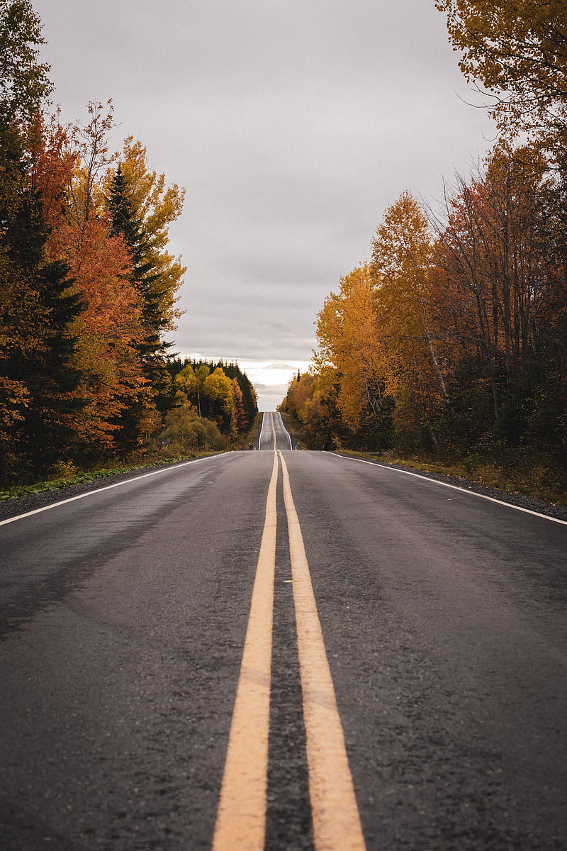 road, marking, autumn, HD phone wallpaper