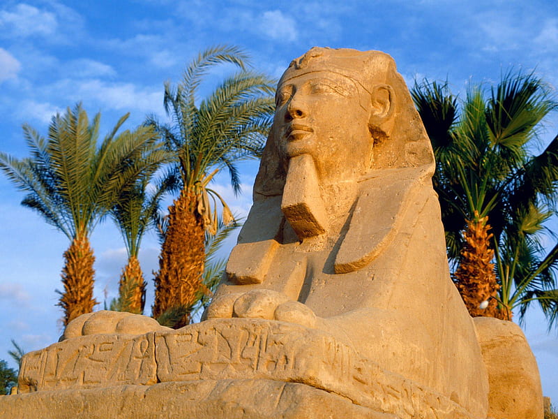 Sphinxes, sphinx, luxor, avenue of sphinxes, egypt, HD wallpaper